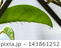 球根 鱗茎 フラワーボール 143861252