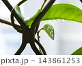 球根 鱗茎 フラワーボール 143861253