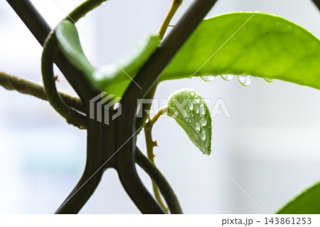 球根 鱗茎 フラワーボール 143861253