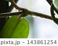 球根 鱗茎 フラワーボール 143861254