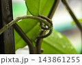 球根 鱗茎 フラワーボール 143861255