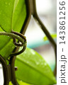 球根 鱗茎 フラワーボール 143861256