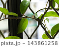 球根 鱗茎 フラワーボール 143861258