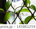 球根 鱗茎 フラワーボール 143861259