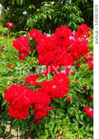 満開のバラ 薔薇 ばら 満開のバラ 薔薇 ばら 143861820