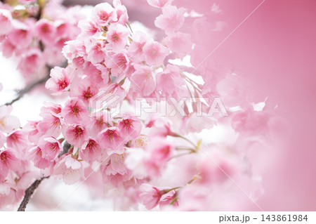 濃いピンクの河津桜の花 143861984