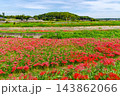 矢勝川の彼岸花と権現山(愛知県半田市) 矢勝川の彼岸花と権現山(愛知県半田市) 143862066