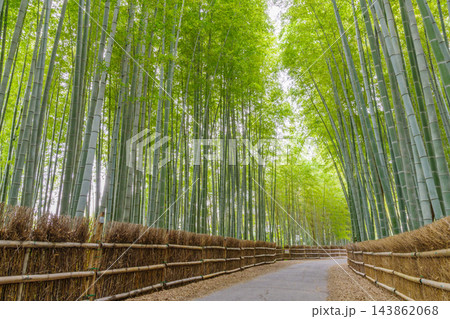 ちたの竹林（愛知県知多市） 143862068