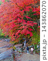 香嵐渓の紅葉(愛知県j豊田市足助町) 香嵐渓の紅葉(愛知県j豊田市足助町) 143862070