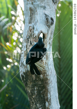 A majestic black hornbill, with its distinctive pale bill, peeks out from a natural nest cavity in a weathered tree trunk. Lush green tropical foliage and sunlit bokeh provide a vibrant background. A majestic black hornbill, with its distinctive pale bill, peeks out from a natural nest cavity in a weathered tree trunk. Lush green tropical foliage and sunlit bokeh provide a vibrant background. 143862339