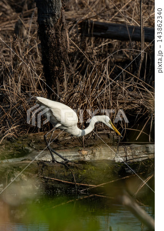 Elegant white egret with a long yellow beak and black legs, walks along a submerged log in a tranquil wetland. Golden dried reeds and a tree trunk form the natural backdrop. Elegant white egret with a long yellow beak and black legs, walks along a submerged log in a tranquil wetland. Golden dried reeds and a tree trunk form the natural backdrop. 143862340