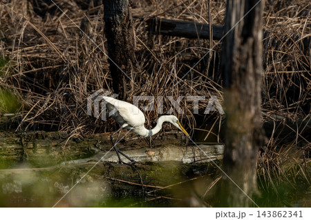 An elegant Great Egret gracefully wades and searches for food among dry reeds and a fallen log in a sunlit wetland. A beautiful scene of wildlife in its natural habitat. 143862341