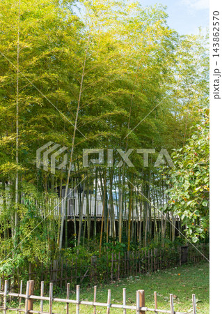足立区都市農業公園の竹林 足立区都市農業公園の竹林 143862570