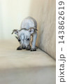 Xoloitzcuintli Xolo Mexican Hairless Dog puppy standing indoors, soft neutral background 143862619