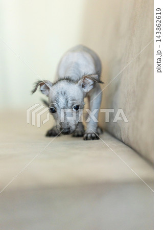 Xoloitzcuintli Xolo Mexican Hairless Dog puppy standing indoors, soft neutral background Xoloitzcuintli Xolo Mexican Hairless Dog puppy standing indoors, soft neutral background 143862619
