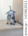Xoloitzcuintli Xolo Mexican Hairless Dog puppy standing indoors, soft neutral background 143862621