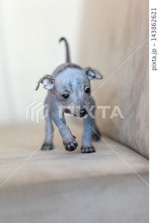 Xoloitzcuintli Xolo Mexican Hairless Dog puppy standing indoors, soft neutral background Xoloitzcuintli Xolo Mexican Hairless Dog puppy standing indoors, soft neutral background 143862621