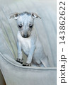 Xoloitzcuintli Mexican Hairless Dog puppy leaning with paws on armrest of grey armchair 143862622
