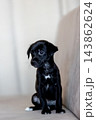 Xoloitzcuintli coated Xolo Mexican Hairless Dog puppy with soft black fur, tilting head curiously 143862624
