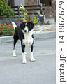 alert black and white wirehaired mixed breed dog standing 143862629