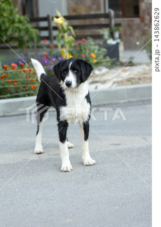alert black and white wirehaired mixed breed dog standing alert black and white wirehaired mixed breed dog standing 143862629