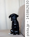 Xoloitzcuintli coated Xolo Mexican Hairless Dog puppy with soft black fur, tilting head curiously 143862630