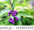 色鮮やかなコムラサキ 143862699