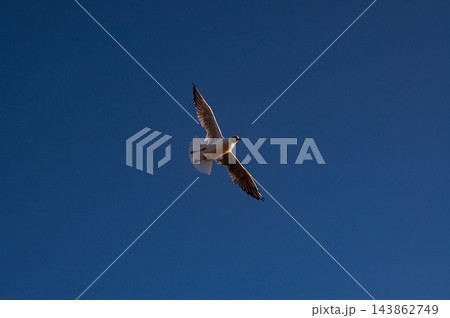Seagull Flying in Deep Blue Sky Seagull Flying in Deep Blue Sky 143862749