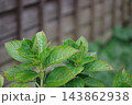 塀に若葉 143862938