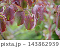 紅葉した葉 143862939