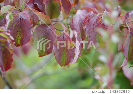 紅葉した葉 143862939