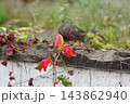 塀に紅葉したツタ 143862940