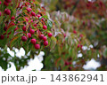 赤い木の実 143862941