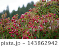 赤い木の実 143862942