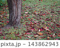木の根元に落ちた紅葉 143862943