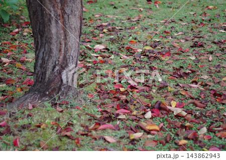 木の根元に落ちた紅葉 143862943