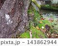 木の幹に生える苔と落ち葉 143862944