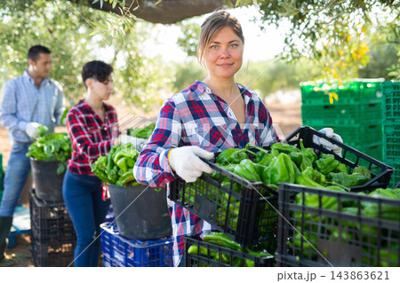 Female farmer arranging boxes of ripe peppers in a stack in backyard of a farm 143863621