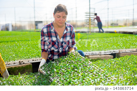 Woman gardener placing seedling tray in hothouse 143863714