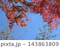 色付いたモミジと青空 143863809