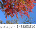 色付いたモミジと青空 143863810