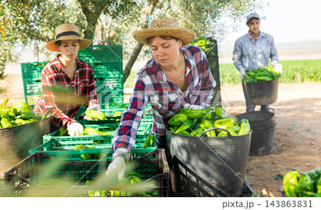 Team of farmers sorting green bell peppers on a summer day at farm 143863831