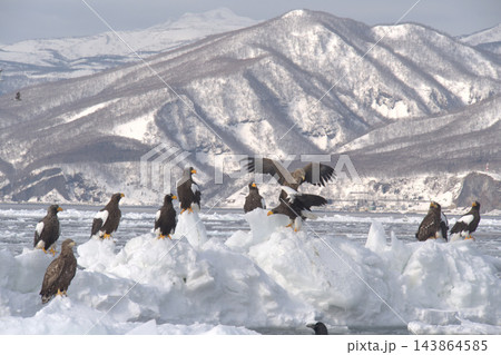 流氷の上に集まるワシと雪山【2月】 143864585