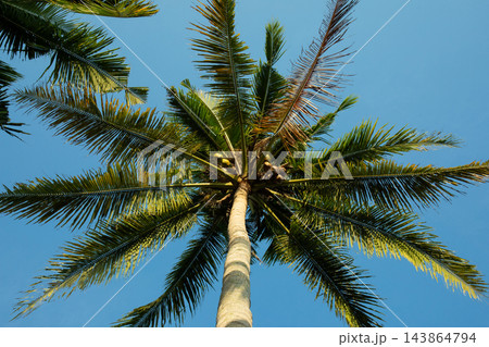 Coconut palm. Coconut palm reaches towards bright blue sky in sunny setting 143864794