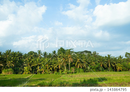 Rice paddy. Vibrant rice fields thrive amidst palm trees in a rural landscape Rice paddy. Vibrant rice fields thrive amidst palm trees in a rural landscape 143864795