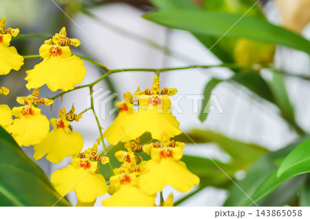 yellow oncidium orchid or yellow orchid flower or orchid yellow oncidium orchid or yellow orchid flower or orchid 143865058