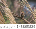 セッカ 143865829