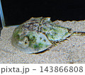 生きた化石カブトガニ、笠岡市立カブトガニ博物館、世界でここだけ、カブトガニをテーマにした博物館 143866808