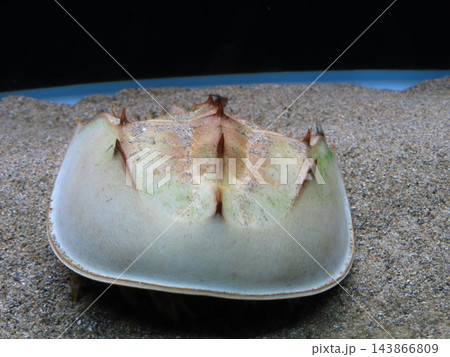 生きた化石カブトガニ、笠岡市立カブトガニ博物館、世界でここだけ、カブトガニをテーマにした博物館 143866809