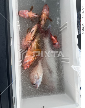 氷入りの箱に収めた釣果 143867758